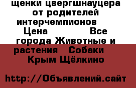 щенки цвергшнауцера от родителей интерчемпионов,   › Цена ­ 35 000 - Все города Животные и растения » Собаки   . Крым,Щёлкино